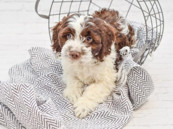 Cockapoo DOG Male Chocolate & White 35122 Petland Novi, Michigan