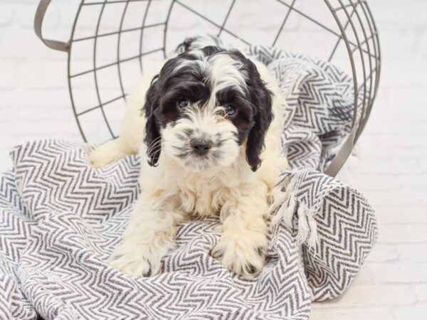 Cockapoo DOG Female Black & White 35123 Petland Novi, Michigan