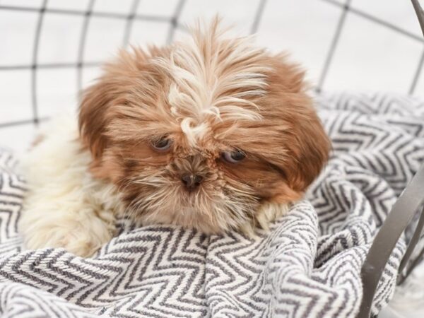Shih Tzu-DOG-Female-Liver & White-35124-Petland Novi, Michigan