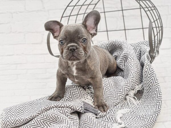 French Bulldog-DOG-Male-Blue-35125-Petland Novi, Michigan