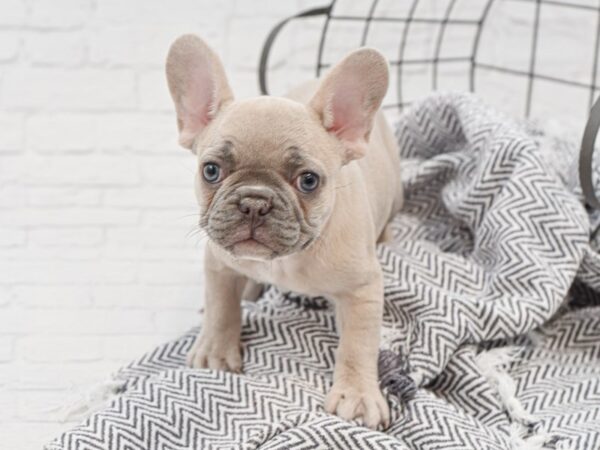 French Bulldog-DOG-Female-Lilac Fawn-35126-Petland Novi, Michigan