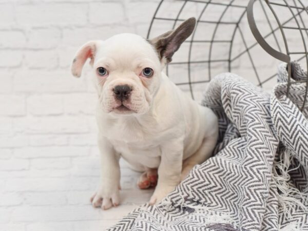 Frenchton DOG Male Blue Pied 35127 Petland Novi, Michigan