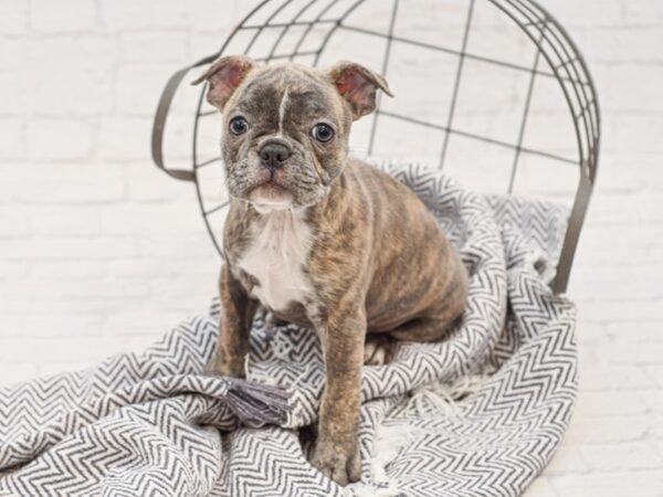 Frenchton DOG Female Blue Brindle 35128 Petland Novi, Michigan