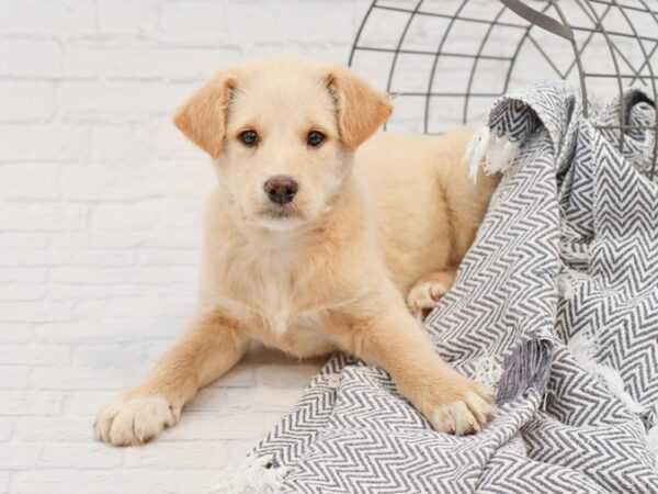 Shibapoo-DOG-Male-Cream-35129-Petland Novi, Michigan