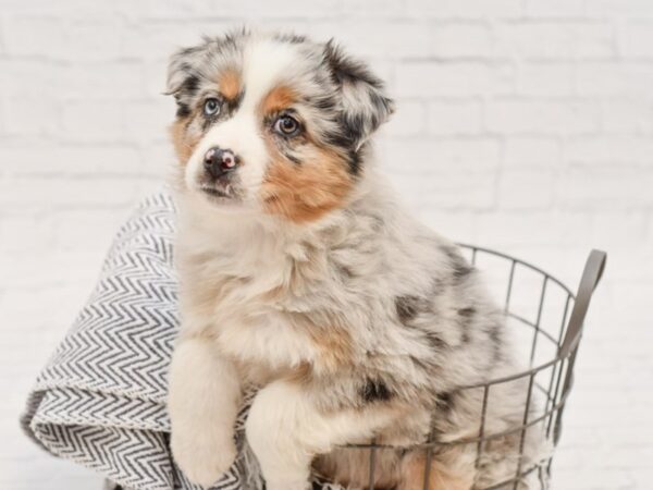 Mini Aussie DOG Male Blue Merle 35130 Petland Novi, Michigan