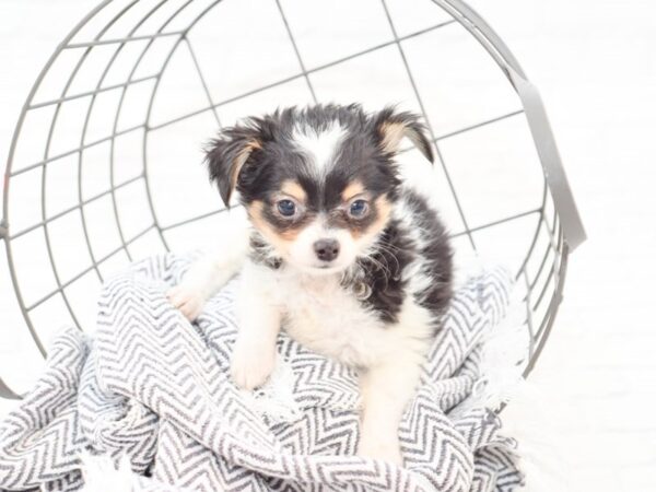 Chihuahua-DOG-Male-Tri-35132-Petland Novi, Michigan