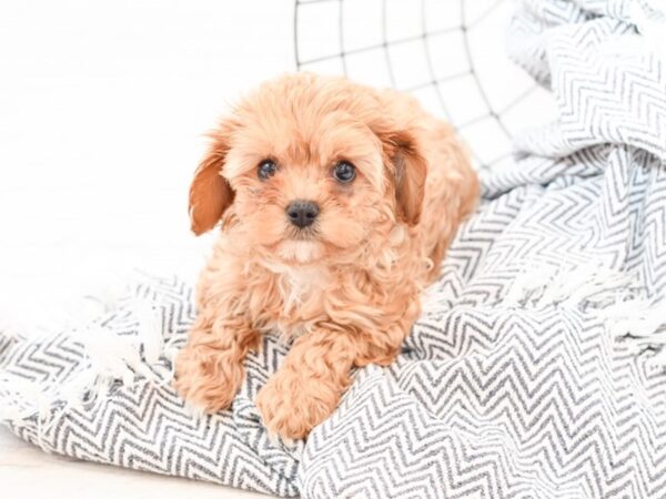 Cavapoo-DOG-Male-Ruby-35150-Petland Novi, Michigan