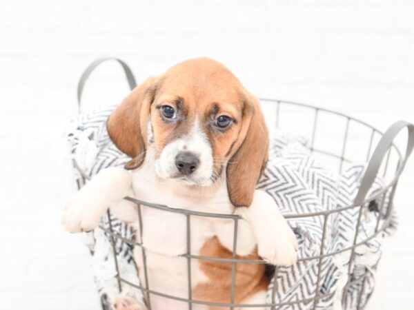 Beagle DOG Male Tan / White 35133 Petland Novi, Michigan