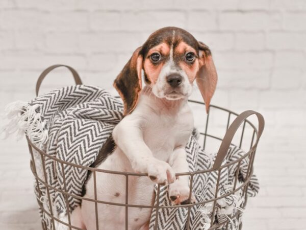 Beagle-DOG-Female-Black White / Tan-35134-Petland Novi, Michigan