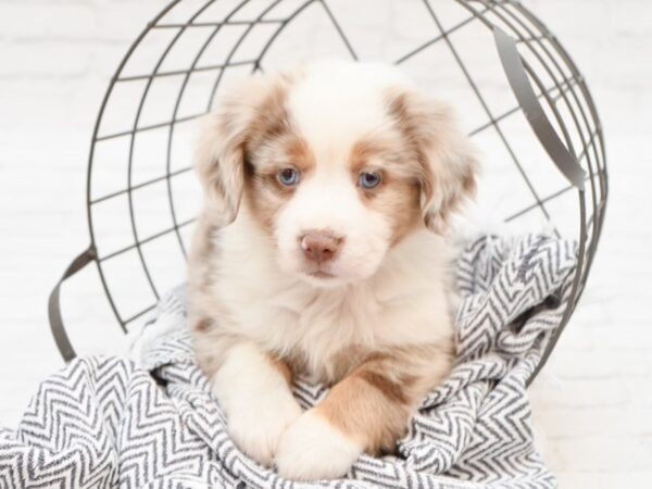 Miniature Australian Shepherd-DOG-Female-RED MERLE-35136-Petland Novi, Michigan