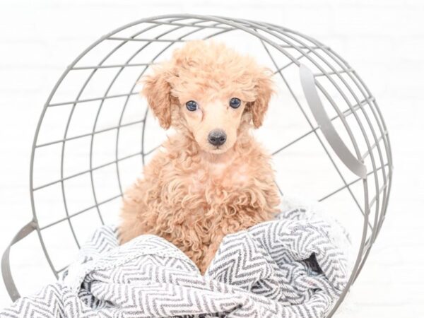 Miniature Poodle-DOG-Male-RED-35137-Petland Novi, Michigan