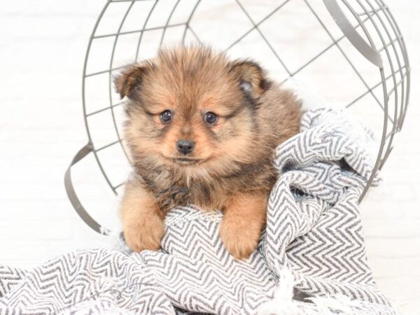 Pomeranian-DOG-Male-RED SABLE-35138-Petland Novi, Michigan