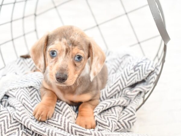 Dachshund-DOG-Male-DAPPLE-35140-Petland Novi, Michigan