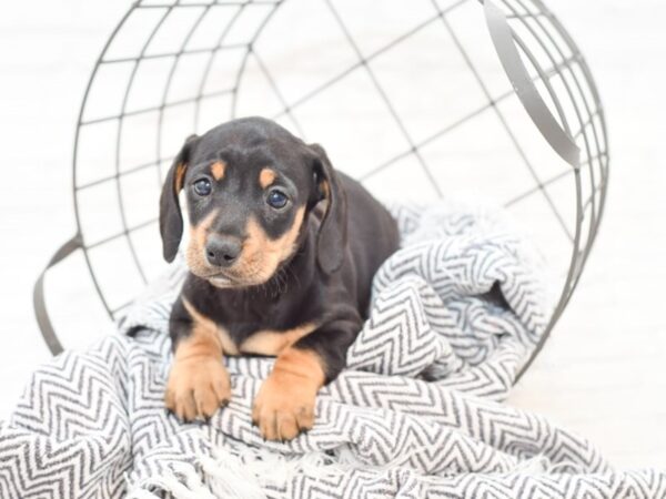 Dachshund-DOG-Male-BLK TAN-35141-Petland Novi, Michigan