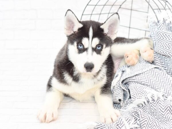 Siberian Husky DOG Male Black & White 35142 Petland Novi, Michigan