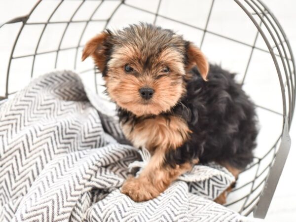 Yorkshire Terrier-DOG-Female-Black & Tan-35144-Petland Novi, Michigan