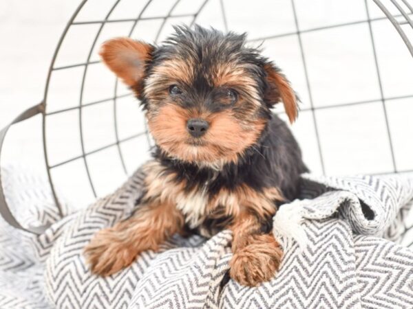 Yorkshire Terrier-DOG-Female-Black / Tan-35145-Petland Novi, Michigan