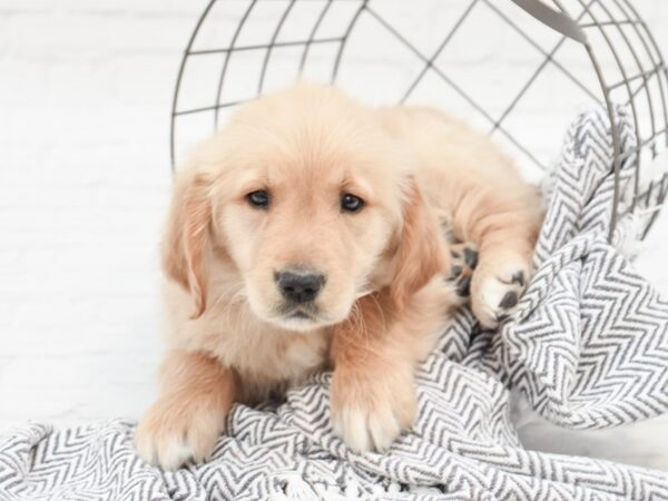 Golden Retriever-DOG-Male-Light Golden-35146-Petland Novi, Michigan