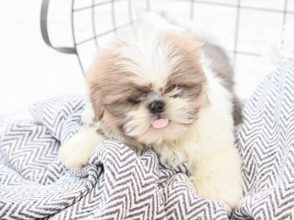 Shih Tzu-DOG-Male-Blue & White-35147-Petland Novi, Michigan