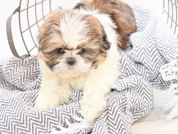 Shih Tzu-DOG-Female-Brindle-35148-Petland Novi, Michigan