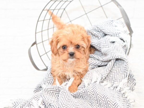 Cavapoo-DOG-Female-Ruby-35149-Petland Novi, Michigan