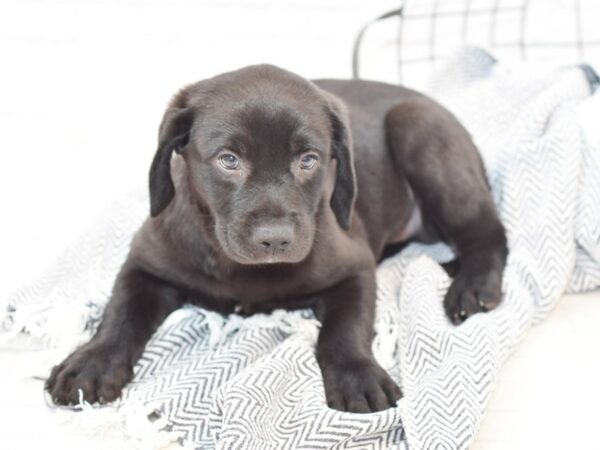 Labrador Retriever-DOG-Male-Black-35151-Petland Novi, Michigan