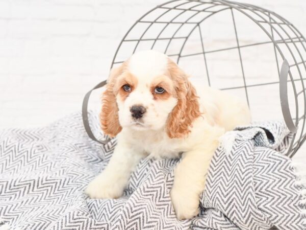 Cocker Spaniel-DOG-Male-Light Chocolate Party-35152-Petland Novi, Michigan