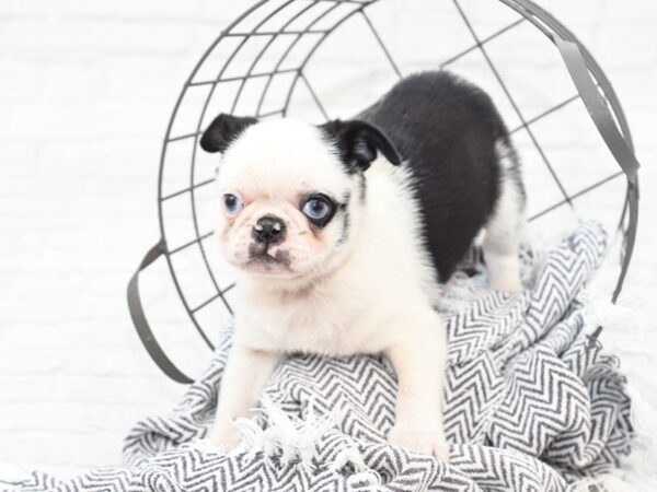 Pug-DOG-Male-black and white panda-35131-Petland Novi, Michigan