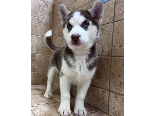 Siberian Husky DOG Female Red & White 35143 Petland Novi, Michigan