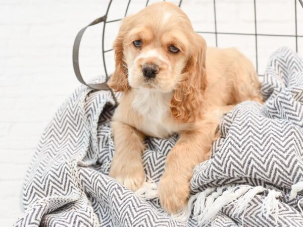 Cocker Spaniel DOG Female Buff / White 35153 Petland Novi, Michigan