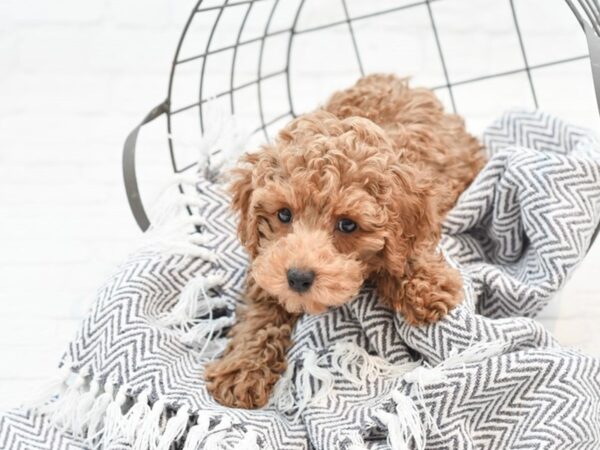 Poodle DOG Male Red 35154 Petland Novi, Michigan