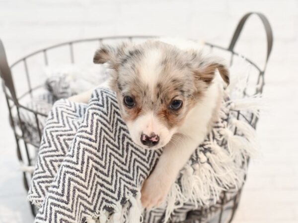 Chihuahua DOG Male White / Blue Merle 35155 Petland Novi, Michigan