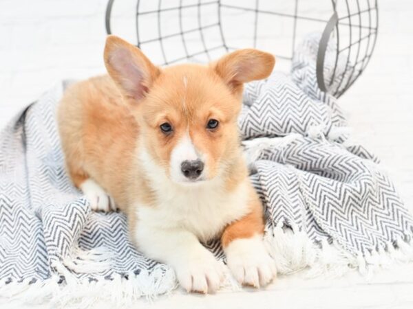 Pembroke Welsh Corgi DOG Male Red / White 35156 Petland Novi, Michigan