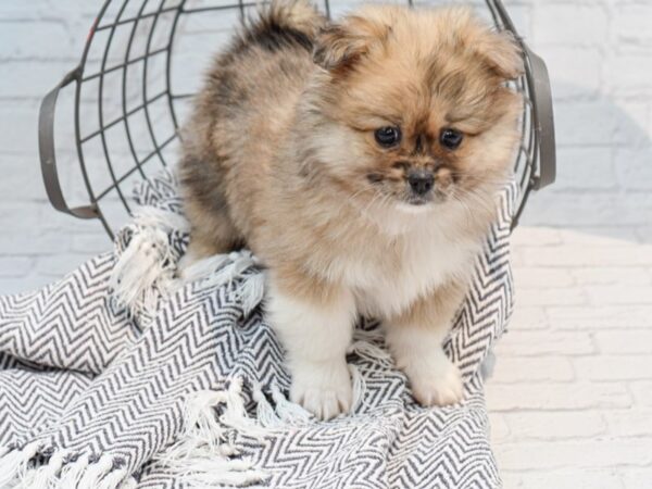 Peke Pom-DOG-Male--35160-Petland Novi, Michigan