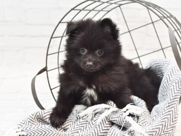 Pomeranian-DOG-Male-BLK-35163-Petland Novi, Michigan