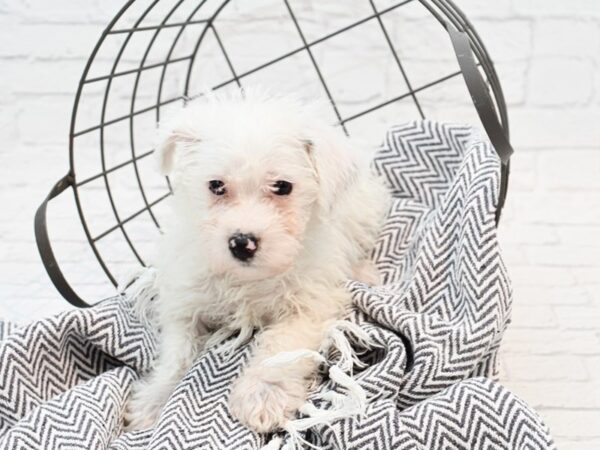 Westie Poo DOG Male GRAY WHITE 35164 Petland Novi, Michigan