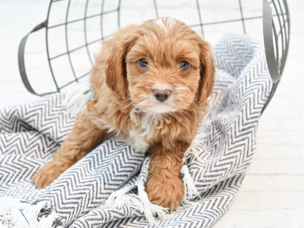 Cavapoo-DOG-Male-RED-35165-Petland Novi, Michigan