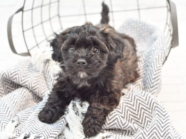 Teddy Bear-DOG-Male-CHOC-35166-Petland Novi, Michigan