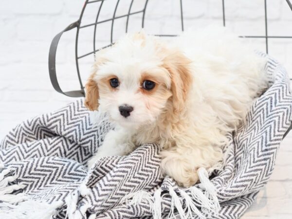 Cavachon Poo-DOG-Female-BLENHIEM-35167-Petland Novi, Michigan