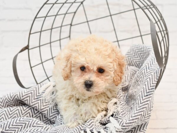 Bichonpoo DOG Female RED 35168 Petland Novi, Michigan