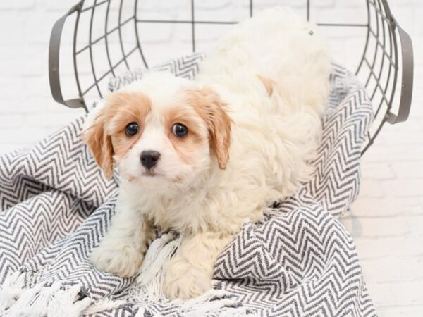 Cavachon-DOG-Female-BLENHIEM-35169-Petland Novi, Michigan