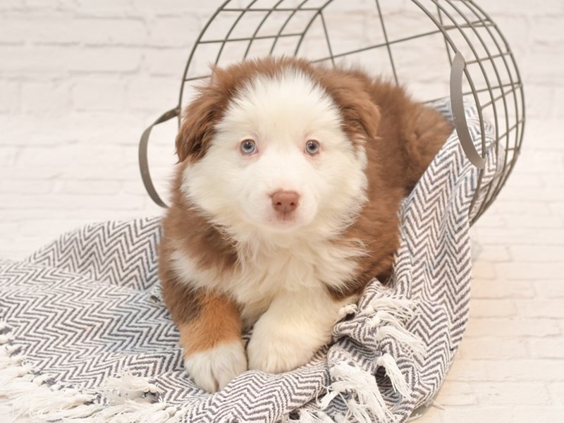 Australian Shepherd Puppy RED TRI ID35170 Located at Petland Novi