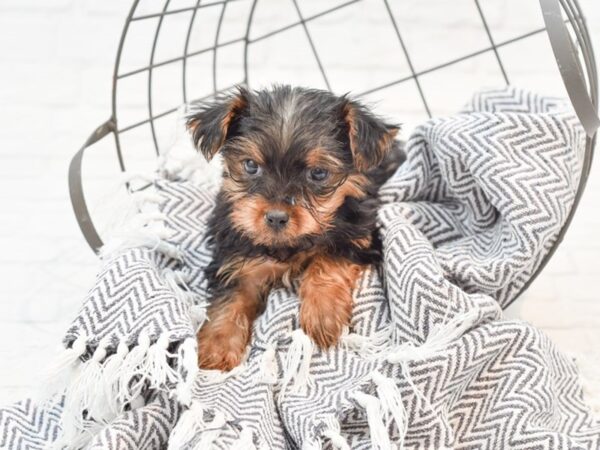 Yorkshire Terrier DOG Male blk tan 35171 Petland Novi, Michigan