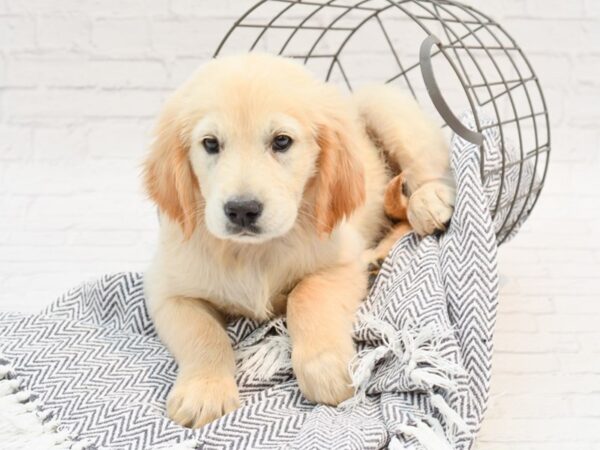 Golden Retriever-DOG-Male-Golden-35172-Petland Novi, Michigan