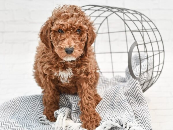 Miniature Poodle-DOG-Male-Apricot-35173-Petland Novi, Michigan