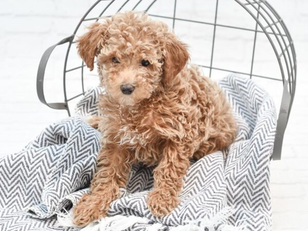 Miniature Poodle-DOG-Female-Apricot-35174-Petland Novi, Michigan