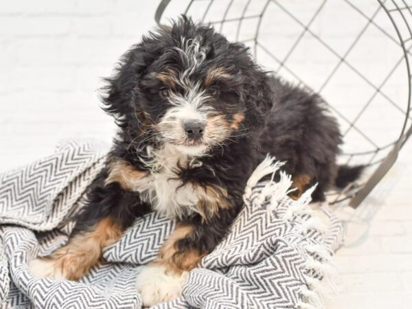 Mini Bernedoodle DOG Female Tri 35175 Petland Novi, Michigan