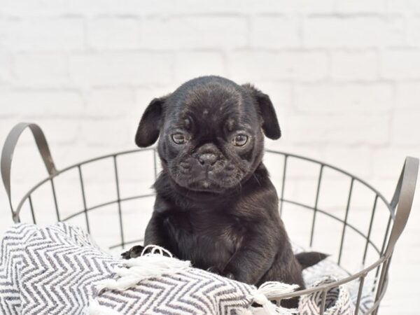 Pug-DOG-Female-Black-35176-Petland Novi, Michigan