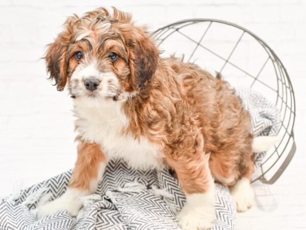 Mini Bernadoodle DOG Male Sable / White 35177 Petland Novi, Michigan