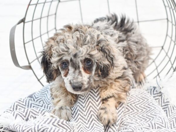 Miniature Poodle-DOG-Male-blue merle-35178-Petland Novi, Michigan